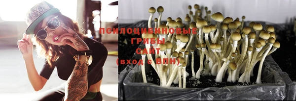 стаф Новодвинск